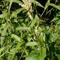 Persicaria barbata (L.) H.Hara